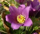 Anemone_pulsatille.jpg