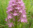 Orchis_pyramidal.jpg