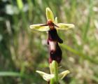 Z15_Ophrys_mouche.JPG