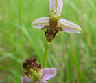 ophrysabeille.png